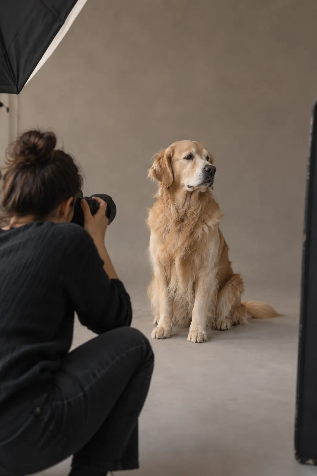 Sesión de fotos de mascota con un golden retriever en estudio